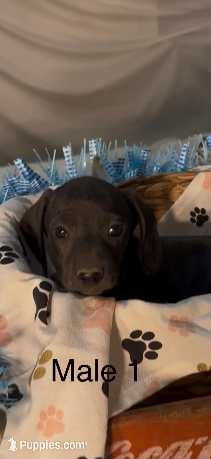 Winston, a male Miniature Dachshund for sale in Crossville, TN – Photo 1 of 3