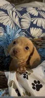 Cash, a male Miniature Dachshund for sale in Crossville, TN – 7 of 7