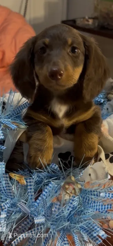 River – Miniature Dachshund puppy for sale in Crossville, TN
