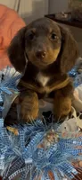 River, a male Miniature Dachshund for sale in Crossville, TN – 1 of 3