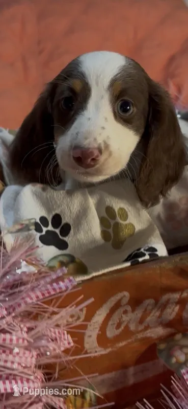 Dolly – Miniature Dachshund puppy for sale in Crossville, TN