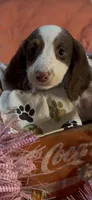 Dolly, a female Miniature Dachshund for sale in Crossville, TN – 1 of 3