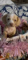 Honey, a female Miniature Dachshund for sale in Crossville, TN – 5 of 5