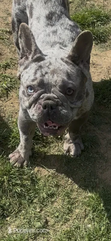 Pepper – French Bulldog puppy for sale in Crossville, TN
