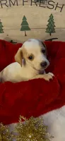 Rascal, a male Miniature Dachshund for sale in Crossville, TN – Photo 1 of 5