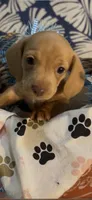 Cash, a male Miniature Dachshund for sale in Crossville, TN – 3 of 7
