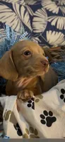 Cash, a male Miniature Dachshund for sale in Crossville, TN – 2 of 7