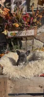 Louie, a male French Bulldog for sale in Crossville, TN – 3 of 6