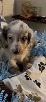Ziggy, a male Miniature Dachshund for sale in Crossville, TN – 10 of 10