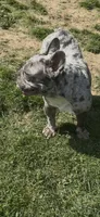 Pepper, a female French Bulldog for sale in Crossville, TN – 4 of 8