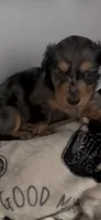 Cash, a male Miniature Dachshund for sale in Crossville, TN – 4 of 4