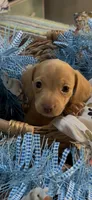 Cash, a male Miniature Dachshund for sale in Crossville, TN – 6 of 7