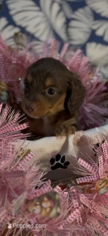 Harper – Miniature Dachshund puppy for sale in Crossville, TN