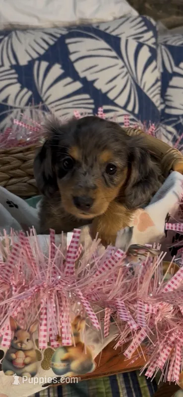 Darla – Miniature Dachshund puppy for sale in Crossville, TN