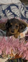 Darla, a female Miniature Dachshund for sale in Crossville, TN – 1 of 3