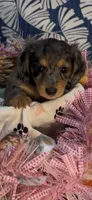 Darla, a female Miniature Dachshund for sale in Crossville, TN – 3 of 3