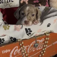 Milo, a male Miniature Dachshund for sale in Crossville, TN – Photo 1 of 4