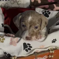 Milo, a male Miniature Dachshund for sale in Crossville, TN – Photo 4 of 4