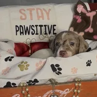 Milo, a male Miniature Dachshund for sale in Crossville, TN – Photo 2 of 4