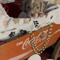 Milo, a male Miniature Dachshund for sale in Crossville, TN – Photo 3 of 4