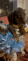 Peanut, a male Miniature Dachshund for sale in Crossville, TN – 2 of 2
