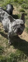 Pepper, a female French Bulldog for sale in Crossville, TN – 2 of 8