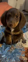River, a male Miniature Dachshund for sale in Crossville, TN – 2 of 3