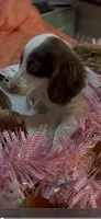 Dolly, a female Miniature Dachshund for sale in Crossville, TN – 2 of 3