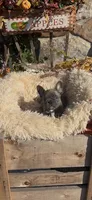 Pachino, a male French Bulldog for sale in Crossville, TN – 3 of 3