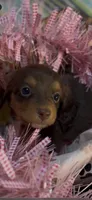 Harper, a female Miniature Dachshund for sale in Crossville, TN – 3 of 3