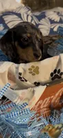 Milo, a male Miniature Dachshund for sale in Crossville, TN – 3 of 5