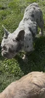 Pepper, a female French Bulldog for sale in Crossville, TN – 6 of 8