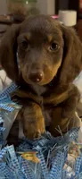 River, a male Miniature Dachshund for sale in Crossville, TN – 3 of 3