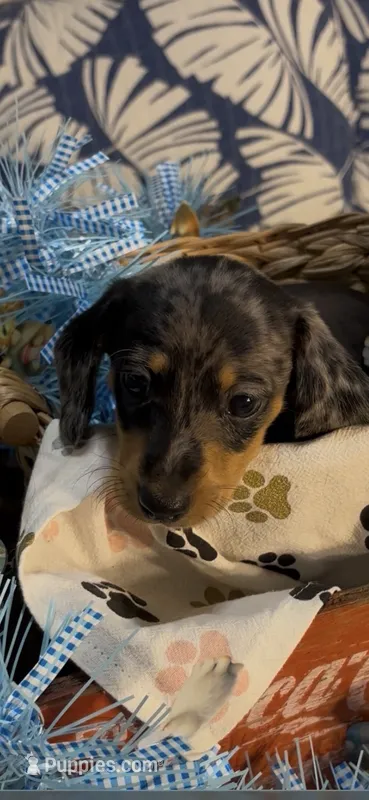 Milo – Miniature Dachshund puppy for sale in Crossville, TN