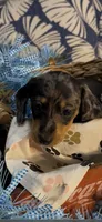 Milo, a male Miniature Dachshund for sale in Crossville, TN – 1 of 5