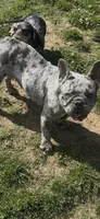Pepper, a female French Bulldog for sale in Crossville, TN – 5 of 8