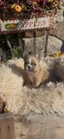 Joleane, a female French Bulldog for sale in Crossville, TN – 2 of 4