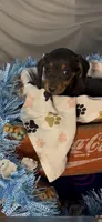 Cooper, a male Miniature Dachshund for sale in Crossville, TN – Photo 2 of 3