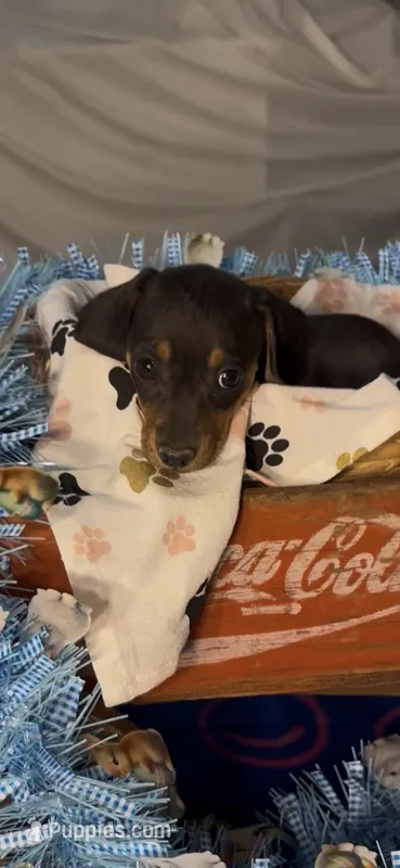 Cooper – Miniature Dachshund puppy for sale in Crossville, TN