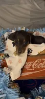 Cooper, a male Miniature Dachshund for sale in Crossville, TN – Photo 1 of 3