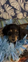 Ollie, a male Miniature Dachshund for sale in Crossville, TN – 4 of 4