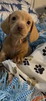 Cash, a male Miniature Dachshund for sale in Crossville, TN – 4 of 7