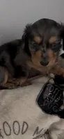 Cash, a male Miniature Dachshund for sale in Crossville, TN – 3 of 4