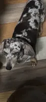 Dora, a female Miniature Dachshund for sale in Crossville, TN – 3 of 4
