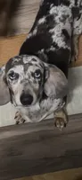 Dora, a female Miniature Dachshund for sale in Crossville, TN – 4 of 4