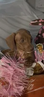 Scarlet, a female Miniature Dachshund for sale in Crossville, TN – Photo 2 of 4