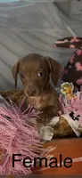 Scarlet, a female Miniature Dachshund for sale in Crossville, TN – Photo 3 of 4