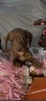 Scarlet, a female Miniature Dachshund for sale in Crossville, TN – Photo 4 of 4