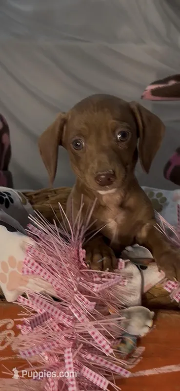 Scarlet – Miniature Dachshund puppy for sale in Crossville, TN