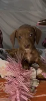 Scarlet, a female Miniature Dachshund for sale in Crossville, TN – Photo 1 of 4